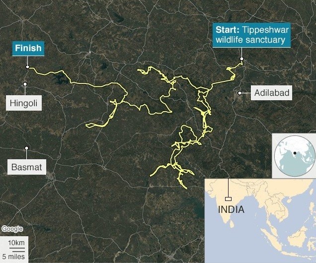 산림은 물론 농경지와 마을을 거쳐 2개 주를 구불구불 이동한 벵골호랑이의 위성추적 궤적. 티페슈와르 야생동물보호구역 제공.
