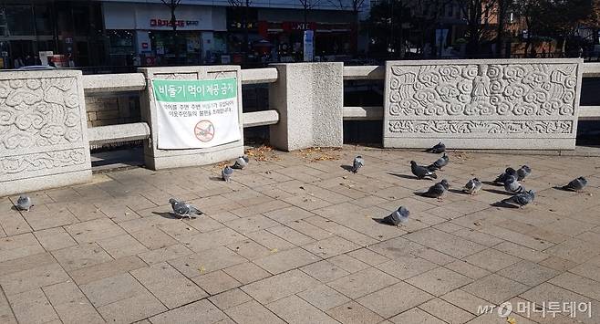 광화문 근처 청계천의 한 다리에서 비둘기들이 모여 있다.