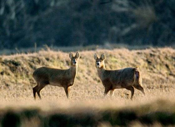 강원도 철원 부근 비무장지대 안에서 겨울나기 준비에 나선 고라니 한쌍. [중앙포토]