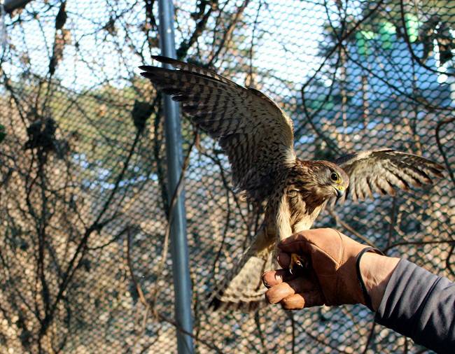 황조롱이 재활장면. / 사진제공=경기도