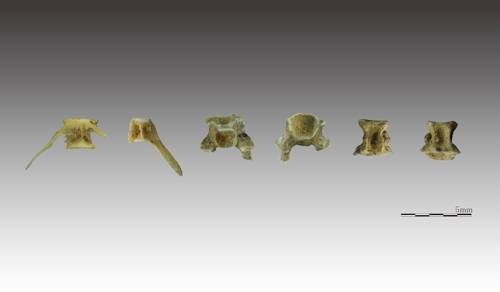 강원도 정선 매둔동굴에서 출토된 물고기 뼈 [연세대 제공]