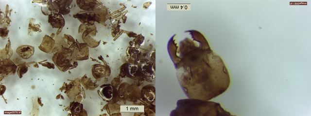 화협옹주묘에서 발굴된 화장도구 속에 남겨진 액체 분석 결과 포착된 개미들. 국립고궁박물관 제공