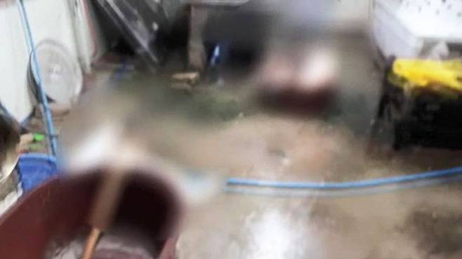 여기저기 놓여진 개 주검들