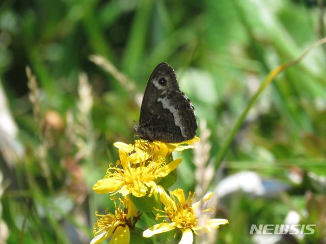 [제주=뉴시스] 제주도에 서식하고 있는 천연기념물 제458호 산굴뚝나비.(제주도민속자연사박물관 제공)