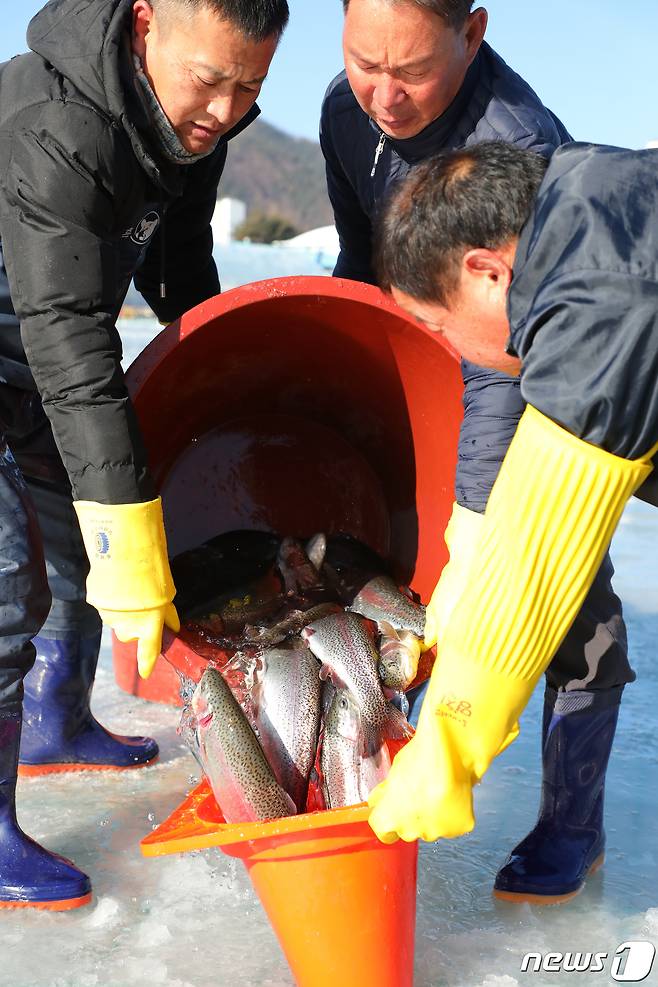 제13회 평창송어축제 개막 하루를 앞둔 27일 축제 관계자들이 강원도 평창군 진부면 오대천에서 얼음낚시객을 위한 평창송어를 방류하고 있다.2019.12.27/뉴스 © News1 권혜민 기자