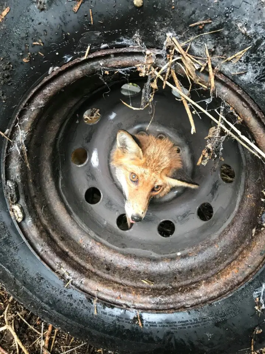 브리스톨에서 구조된 여우/사진=영국 더 선 화면 캡처