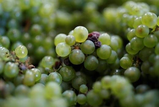 새해 첫날 스페인에선 포도 알 12개를 먹으면서 새해 열 두달의 소원을 빈다.［로이터 연합뉴스]