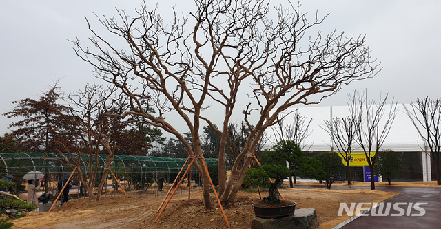 [신안=뉴시스]신안 압해도 분재공원 배롱나무. (사진=신안군 제공) 2020.01.03.  photo@newsis.com