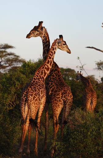 사이좋은 기린 부부 [사진/성연재 기자]