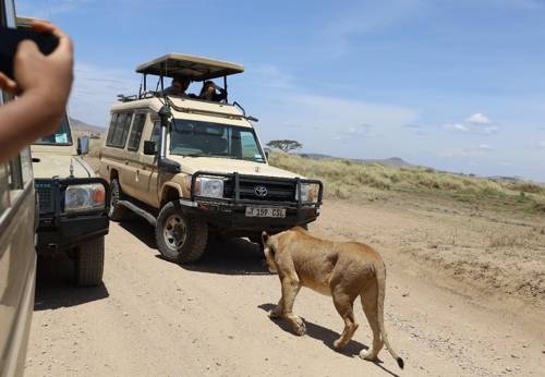 사파리 차량 주위를 어슬렁거리는 사자 [사진/성연재 기자]