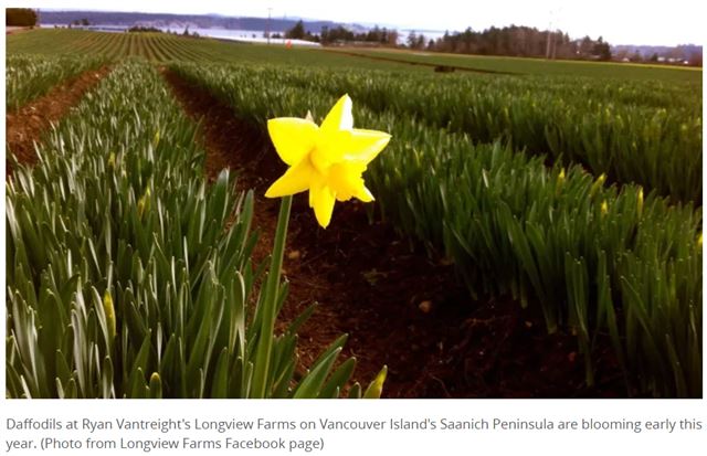 캐나다 공영방송 CBC는 9일 캐나다에도 이상 고온이 찾아왔다면서, 태평양 연안에 위치한 밴쿠버섬 사닉튼 지역의 한 농장에서 지난해보다 3주 빠르게 수선화가 꽃을 피웠다고 전했다. 해당 농장주는 CBC에 “10년 전 같으면 2월 중순에야 꽃이 피기 시작했다”고 설명했다. 캐나다 CBC 방송 캡처