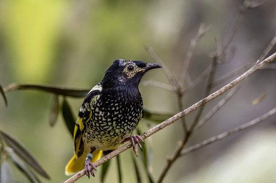꿀빨이새(Regent honeyeater) [wkikmedia commons]