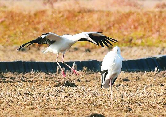 황새들이 충남 서산 천수만에서 월동을 하고 있다. 황새는 멸종위기 1급으로 지정되어 있으며 매년 20여 마리가 천수만을 찾는다.