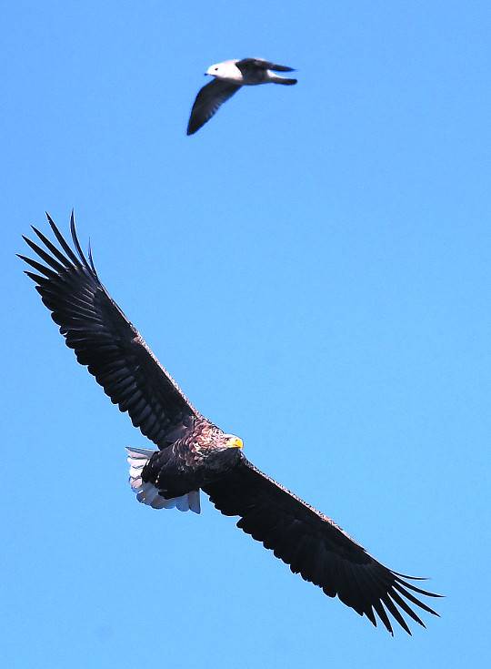 흰꼬리수리 한 마리가 지난 12월 3일 강원도 강릉 남대천에서 하늘을 날고 있다. 천연기념물 제243호인 흰꼬리수리는 대형 수리종으로 양날개를 편 길이는 2m가 넘는다.
