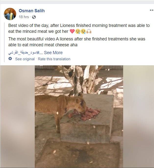 수단 알쿠라시 공원에서 치료를 받은 사자가 다진 고기를 먹고 있다. [사진 오스만 살리 SNS 캡처]