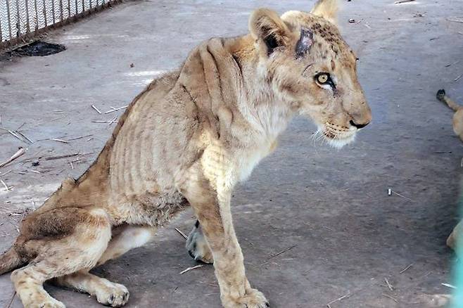 갈비뼈가 드러날 정도로 깡마른 사자가 수단 알쿠라시 공원 우리에 갇혀 있다. [사진 오스만 살리 SNS 캡처]