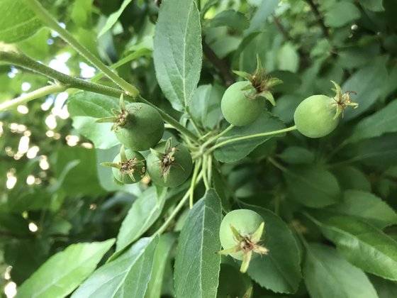 어혈질환, 즉 혈액순환 장애의 첫 신호가 혈압이 높아지고 고지혈증이 생기는 것이다. 중국 음식에는 이를 해결하기 위해 음식에서 약초를 활용해 극복하고 있는데, 대표적인 약초가 바로 산사다. [사진 박용환]