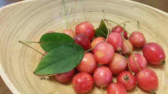 산사는 서양에서도 강심작용을 비롯해서 고지혈증, 고혈압을 치료하고 예방하는 약초로 오래전부터 활용됐다. 각종 요리에 넣어도 좋고, 떡이나 차, 과자로 만들어도 좋다. [사진 박용환]