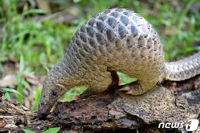 신종 코로나바이러스 중간 숙주일 가능성이 제기된 천산갑(穿山甲·Pangolin). © AFP=뉴스1