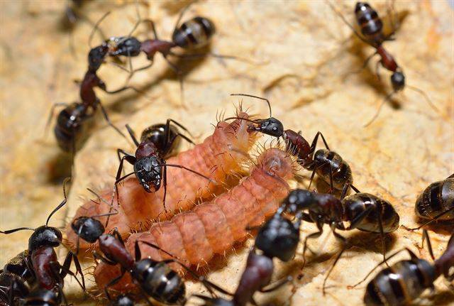 공생관계인 한국홍가슴개미와 담흑부전나비 애벌레. 국립생물자원관 제공