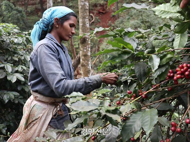 피커라고 불리는 커피 수확 노동자
