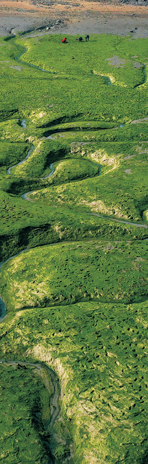 가로림만을 끼고 있는 태안군 이원면 사창리 갯벌이 온통 초록의 감태로 뒤덮여 있다. 초록의 갯벌 위에는 비늘처럼 헤아릴 수 없을 만큼 많은 발자국이 있다. 바다로 나가 감태를 뜯는 사창리 주민들이 겨우내 찍은 것이다.
