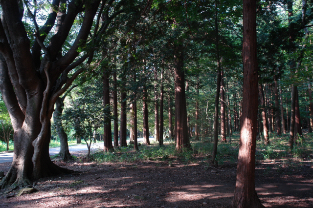 해남 두륜산 편백나무숲