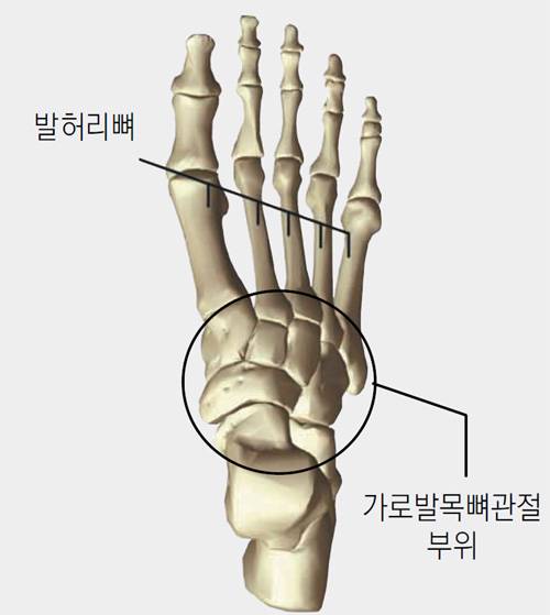 인류가 두 발로 걸을 수 있게 된 데에는 발 안쪽 아래를 움푹 들어가게 만든 활 모양의 구조가 한몫했다. 이것이 가능한 것은 원으로 표시한 가로발목뼈관절 부위가 휘어 있어서다. 예일대 제공