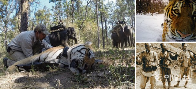 인도는 ‘호랑이 살리기’를 위한 추적 조사를 하고 있다. 인도야생동물연구소 관계자가 야생 호랑이 상태를 점검하는 모습(왼쪽 사진). 러시아에서는 호랑이 사진을 촬영해 개체 수를 조사하기도 한다(오른쪽 위 사진). 한국에서는 구한말까지도 호랑이 사냥꾼이 활동했다(오른쪽 아래 사진). 사진 출처 인도야생동물연구소, 러시아 아뉴이스키 국립공원 제공, 동아일보DB