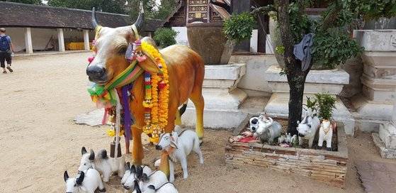 사원 안 황소상에 각종 치장을 해 놓았다.