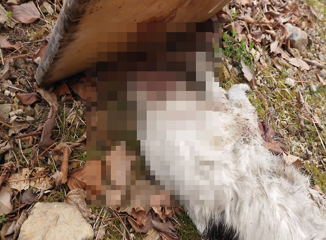 ▲ 경남 김해시에서 몸통만 발견된 고양이 사체. 사진=부산길고양이보호연대