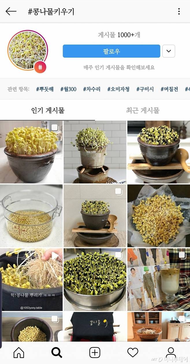 SNS(사회관계망서비스) 인스타그램에서 '콩나물키우기' 해시태그(#)를 검색한 결과 /사진=인스타그램 화면 갈무리