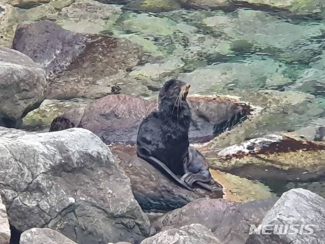 [울릉=뉴시스] 박준 기자 = 경북 울릉도에서 9일 오후 5시께 포착된 물개는 멸종된 독도강치가 아닌 북방물개인 것으로 조사됐다. 2020.03.09(사진=독자제공)photo@newsis.com