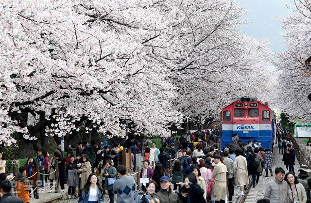 ‘제57회 진해군항제’ 개막을 하루 앞둔 지난해 3월 31일 경남 창원시 진해구 경화역에 활짝 핀 벚꽃을 구경하기 위해 많은 관광객이 몰려 있다. 진해=전혜원 기자