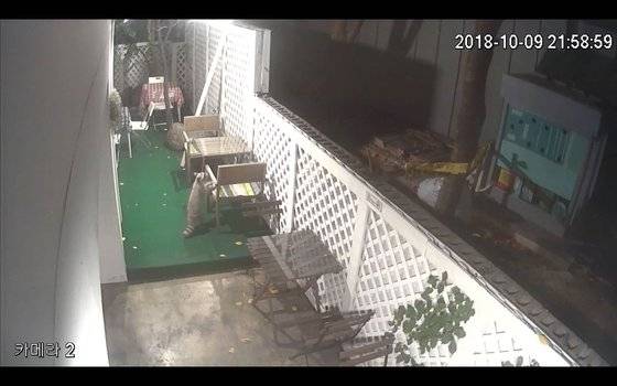 사육시설에서 탈출에 도심을 돌아다니며 먹을 것을 찾는 라쿤. [중앙포토]