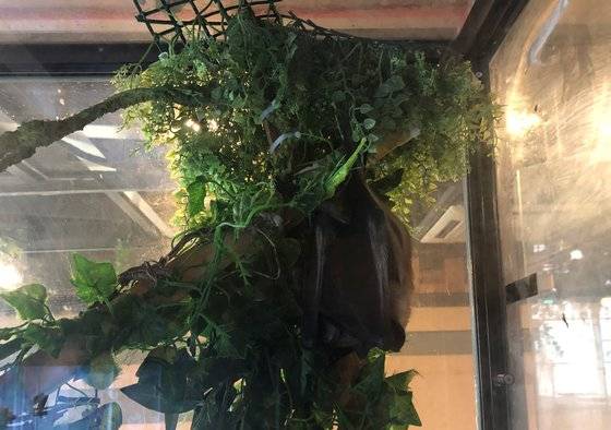 동물카페 박쥐 [중앙포토]