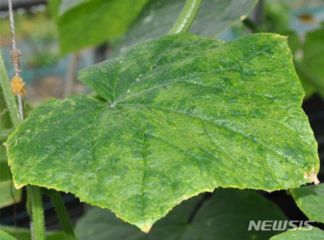 [안동=뉴시스] 바이러스에 감염된 오이 잎. (사진=경북도 제공) 2020.03.20