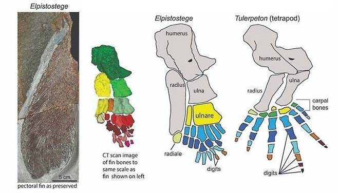 E. 왓소니(왼쪽)의 지느러미뼈와 사지동물(오른쪽)의 앞발뼈 비교 이미지(사진=리처드 클러티어, 존 롱 제공)