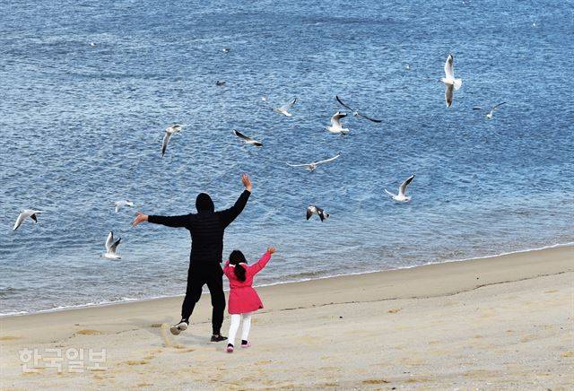 갈매기와 춤을… 아빠와 딸이 주문진 방사제 인근 해변에서 갈매기 떼를 쫓아 내달리고 있다.