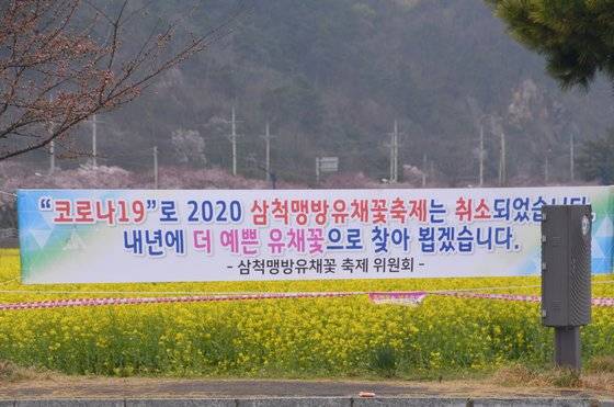 코로나19 확산 방지를 위한 사회적 거리두기 캠페인 동참을 위해 강원 삼척시가 삼척 맹방 유채꽃 축제를 취소하고 다음달 4일까지 유채꽃밭 출입을 통제했다. [사진 삼척시]