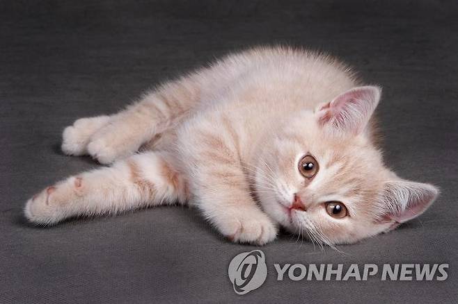 고양이 [게티이미지뱅크 제공]