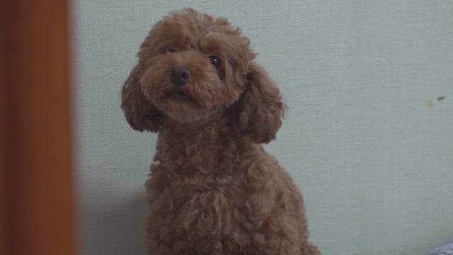 /SBS ‘TV 동물농장’