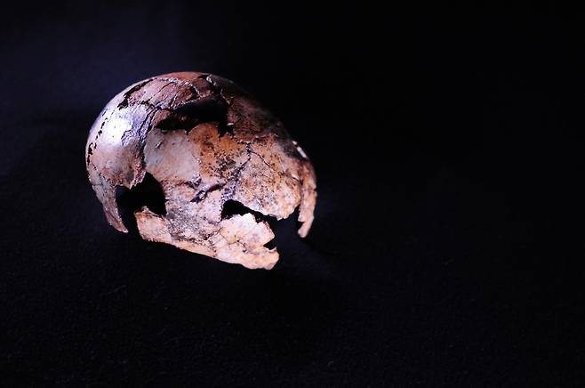 약 200만년 전 H.에렉투스 두개골 [Therese van Wyk, University of Johannesburg 제공/ 재판매 및 DB 금지]