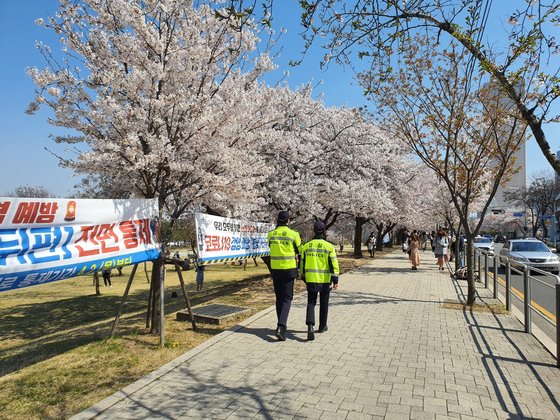 5일 오후 서울 여의나루역 주변은 토요일인 전날에 비해 벚꽃 방문객 수가 크게 줄었다. 이후연 기자