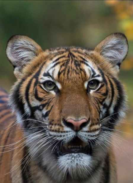 미국 뉴욕시 브롱크스 동물원에 사는 네 살짜리 암컷 말레이시아 호랑이 ‘나디아’가 코로나19 확진 판정을 받으면서, 세계 최초 호랑이 감염 사례가 나왔다. AP연합뉴스