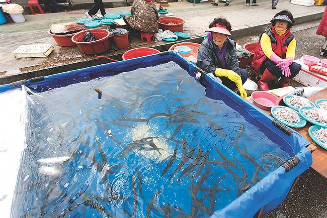 북평오일장 풍경. 살아 있는 청어를 가득 채운 수족관이 이색적이다.