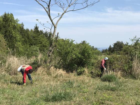 지난 2017년 관광객들이 제주도 한라산에서 고사리를 꺾고 있다. 최충일 기자