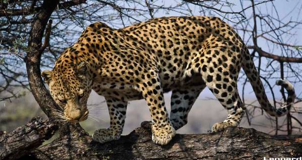 [Hunting Namibia Africa]