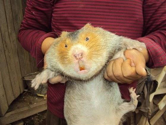 중국 광시좡족자치구에서는 약 1800만 마리의 대나무쥐를 양식하고 있다. [중국 바이두 캡처]