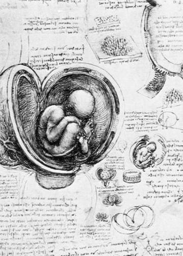 다빈치 해부도 중 태아가 들어 있는 자궁의 그림.